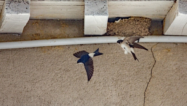 Retour des <strong>hirondelle</strong>s sous l'Arc de Triomphe du Carrousel après sa rénovation